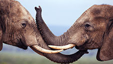 AfricanWildlife.themepack.thumbnail